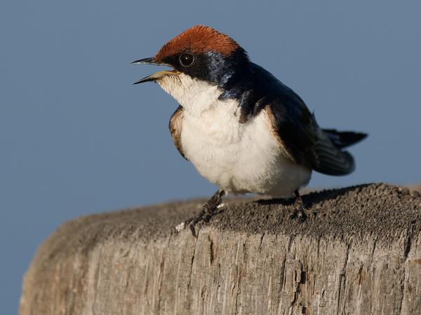 <h3><a href="/trips/gambia/biota/animalia/chordata/aves/040 passeriformes/075 hirundinidae/hirundo smithii/hirundo smithii-nl.html">Hirundo&nbsp;smithii</a> / Wire‑tailed&nbsp;swallow / Roodkruinzwaluw</h3>OM-1 Mark II met OLYMPUS M.150-400mm F4.5 TC, 1/2000 sec  bij F5.6, ISO 640, afstand 6.70&nbsp;m